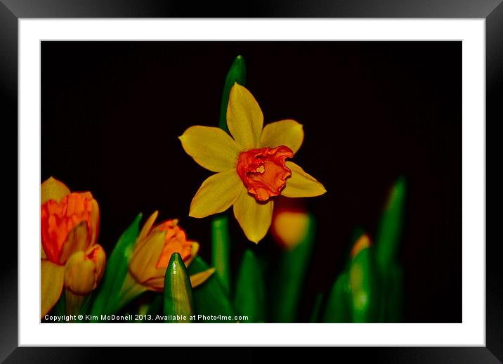 Daffodil Framed Mounted Print by Kim McDonell