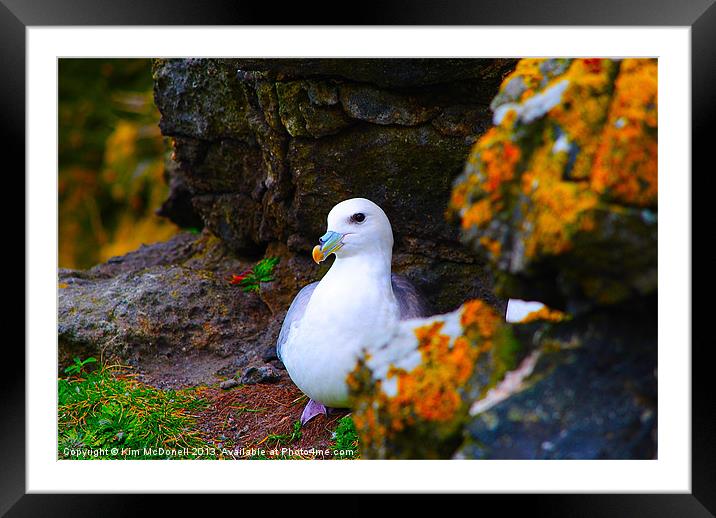 Seabird Framed Mounted Print by Kim McDonell