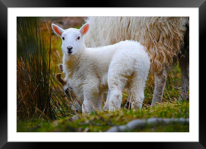 Lamb Framed Mounted Print by Kim McDonell