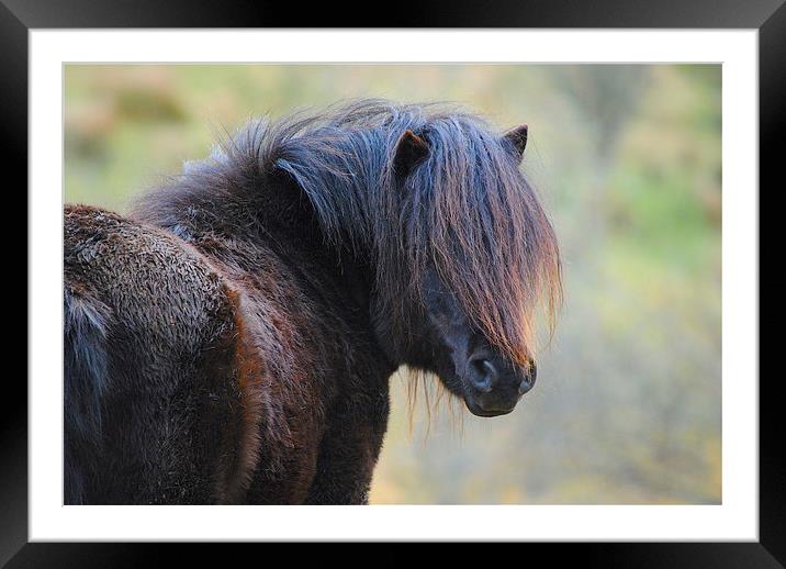 Pony Framed Mounted Print by Kim McDonell