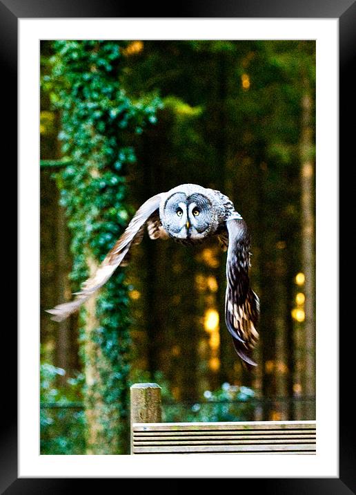 Owl gonna getchya! Framed Mounted Print by Brian Rowland