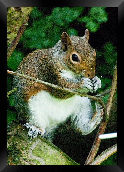 Fat Squirrel eating a nut Framed Print by Brian Rowland