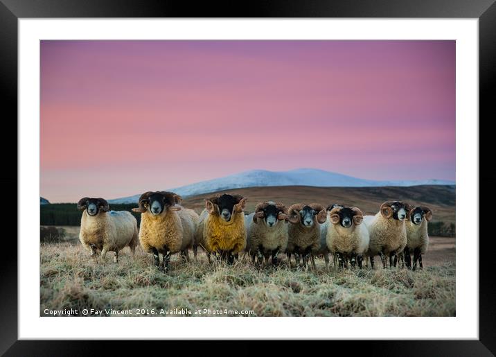 Glenesk Rams Framed Mounted Print by Fay Vincent