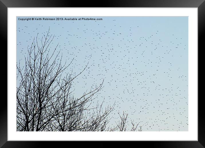 A startling Starling migration Framed Mounted Print by Keith Robinson