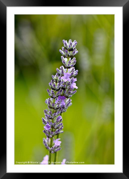 Scent of Lavender Framed Mounted Print by Nicola Lee