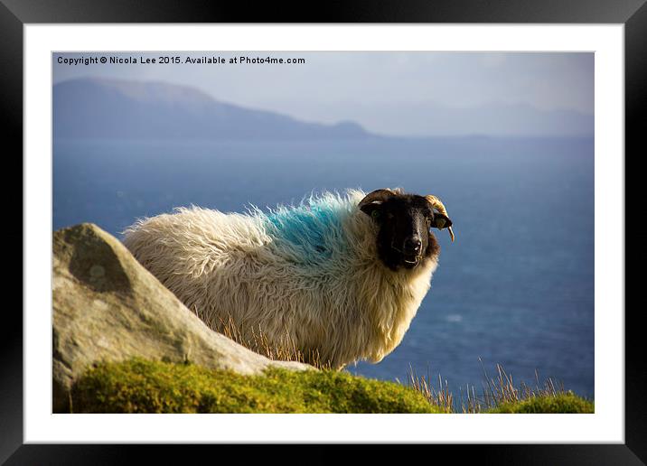  Daredevil sheep Framed Mounted Print by Nicola Lee