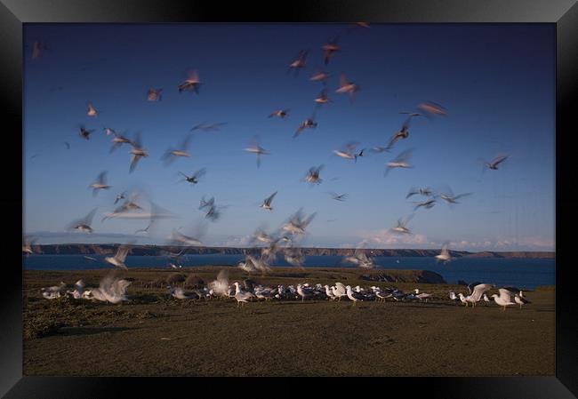 Gulls at Feeding Time Framed Print by lee wilce