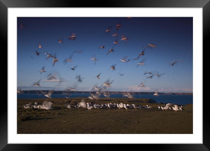 Gulls at Feeding Time Framed Mounted Print by lee wilce