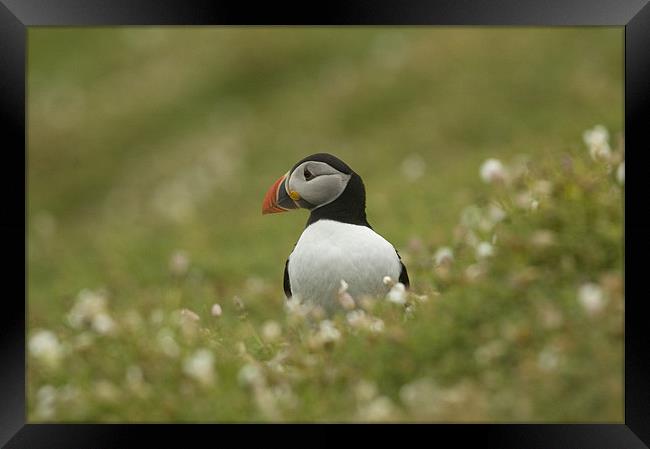 Puffin Framed Print by lee wilce