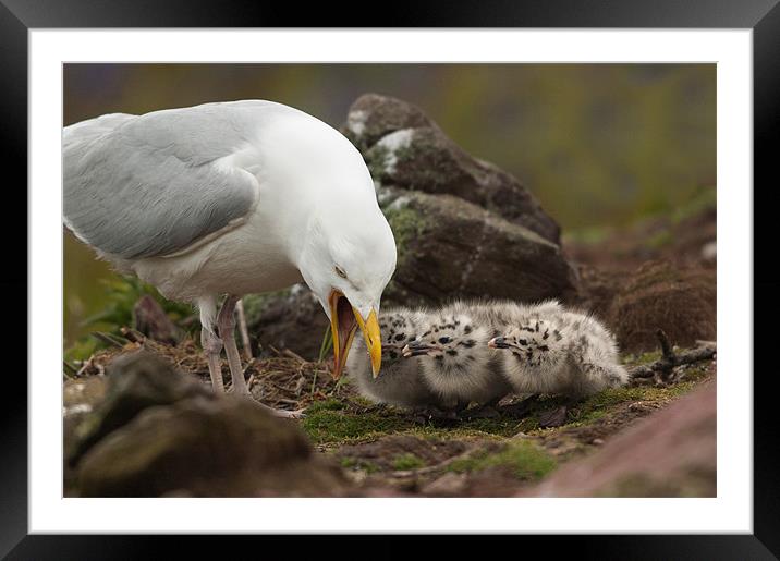 Gull and Chicks Framed Mounted Print by lee wilce