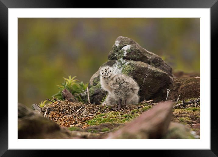 Gull Chick Framed Mounted Print by lee wilce