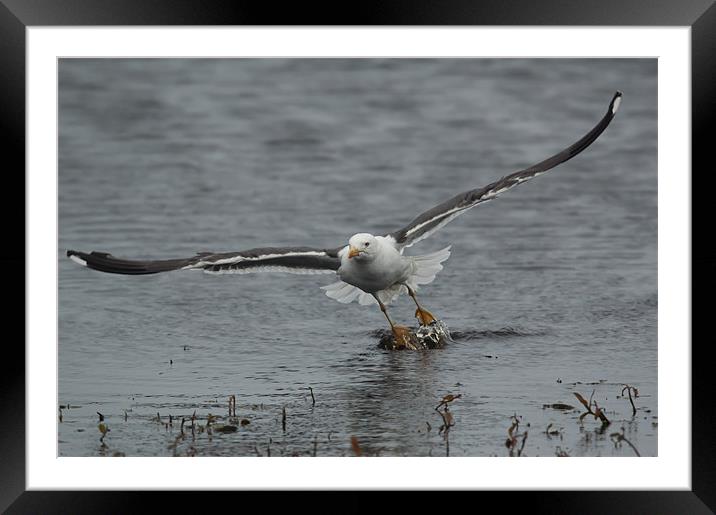 Take Off Framed Mounted Print by lee wilce