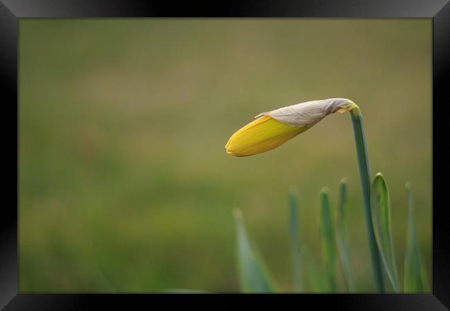 Unopened Daffodil Green Background Framed Print by Phillip Orr