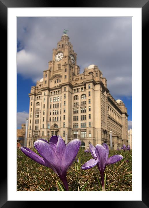Purple Flowers Liver Building Framed Mounted Print by Phillip Orr