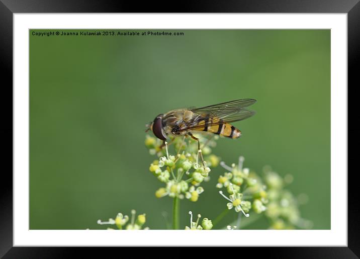 Syrphid Fly Framed Mounted Print by Joanna Kulawiak