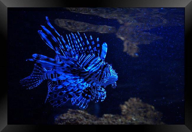  Lionfish, pterois Framed Print by Joanna Kulawiak