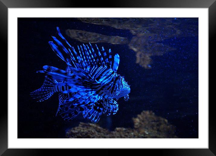  Lionfish, pterois Framed Mounted Print by Joanna Kulawiak
