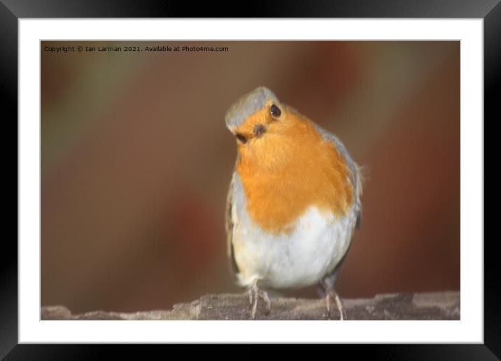 A Robin   Framed Mounted Print by Ian Larman