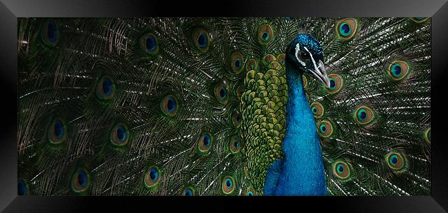 Peacock display Framed Print by christopher darmanin