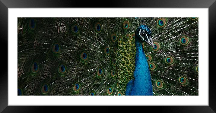 Peacock display Framed Mounted Print by christopher darmanin
