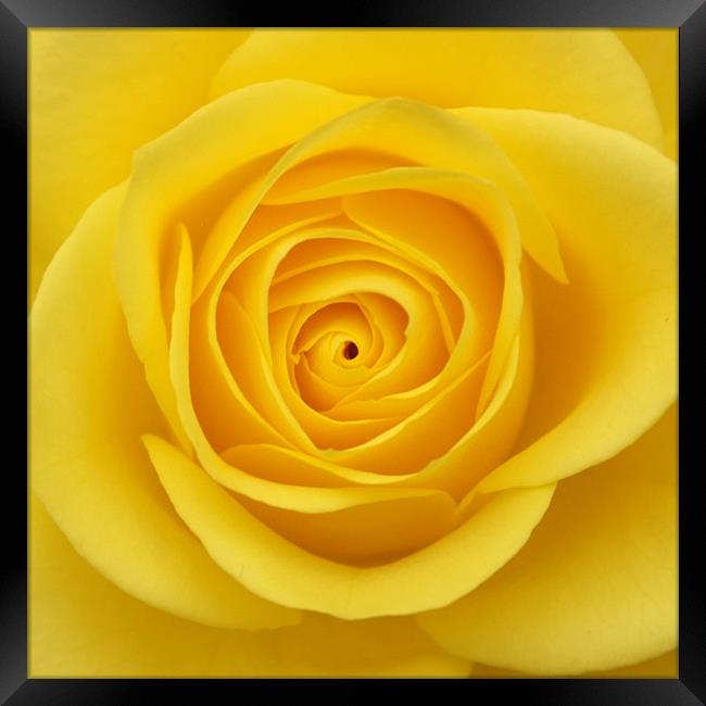 Yellow rose Framed Print by christopher darmanin