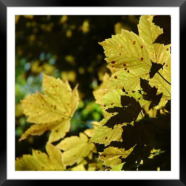 Olive coloured leaves Framed Mounted Print by christopher darmanin