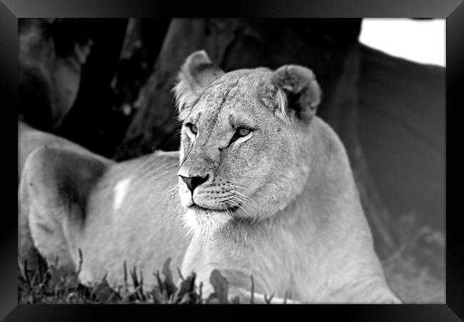  Lioness 003 Framed Print by christopher darmanin