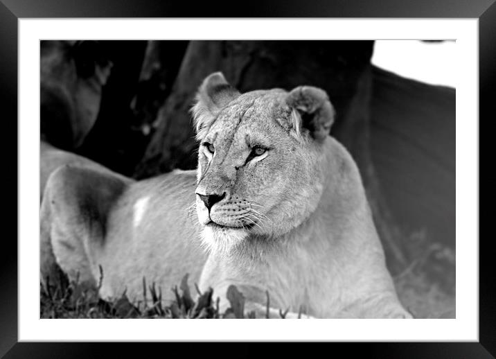  Lioness 003 Framed Mounted Print by christopher darmanin
