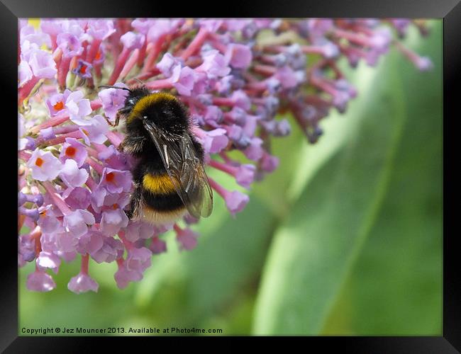 Bumble Bee on Buddleia Framed Print by Jez Mouncer