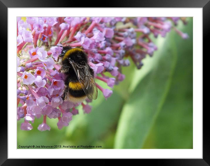 Bumble Bee on Buddleia Framed Mounted Print by Jez Mouncer