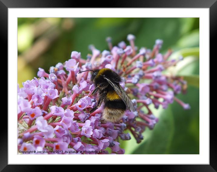Bumble Bee on Buddleia feed Framed Mounted Print by Jez Mouncer