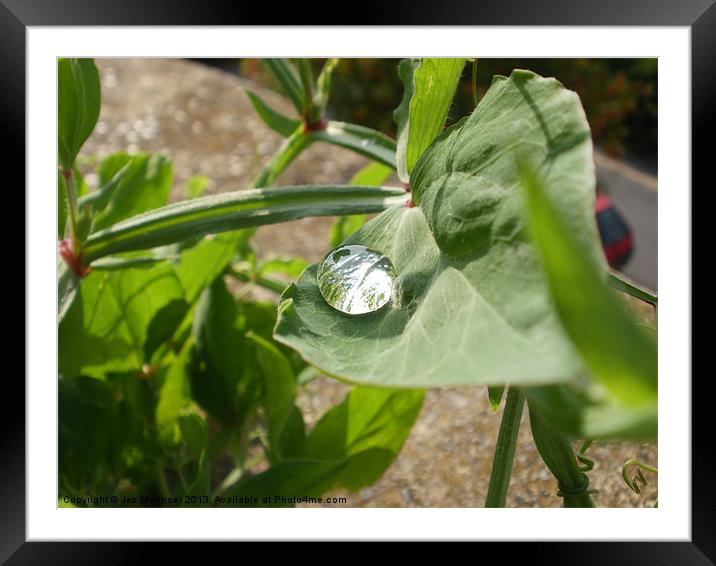 Water Droplet on Sweetpea Framed Mounted Print by Jez Mouncer