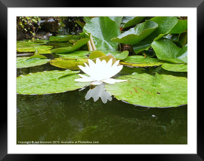 Lily Flower in Pond Framed Mounted Print by Jez Mouncer