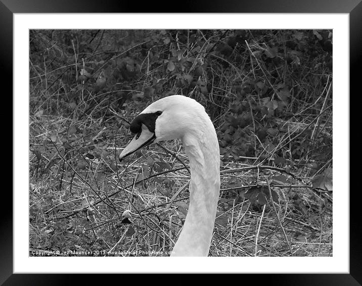 Thorn and Swan Framed Mounted Print by Jez Mouncer