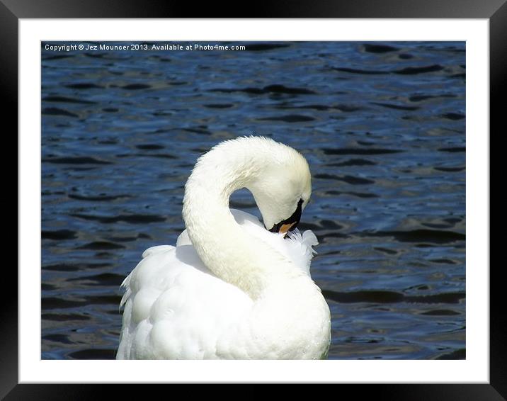 S for Swan Framed Mounted Print by Jez Mouncer