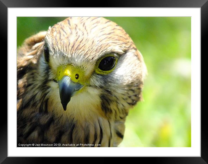 Merlin Close Up Framed Mounted Print by Jez Mouncer