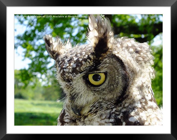 Long Eared Owl Framed Mounted Print by Jez Mouncer