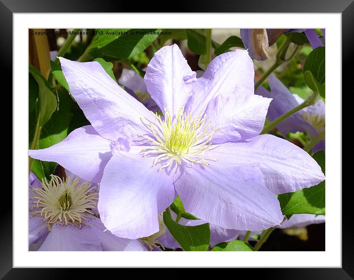 Clematis Framed Mounted Print by Jez Mouncer