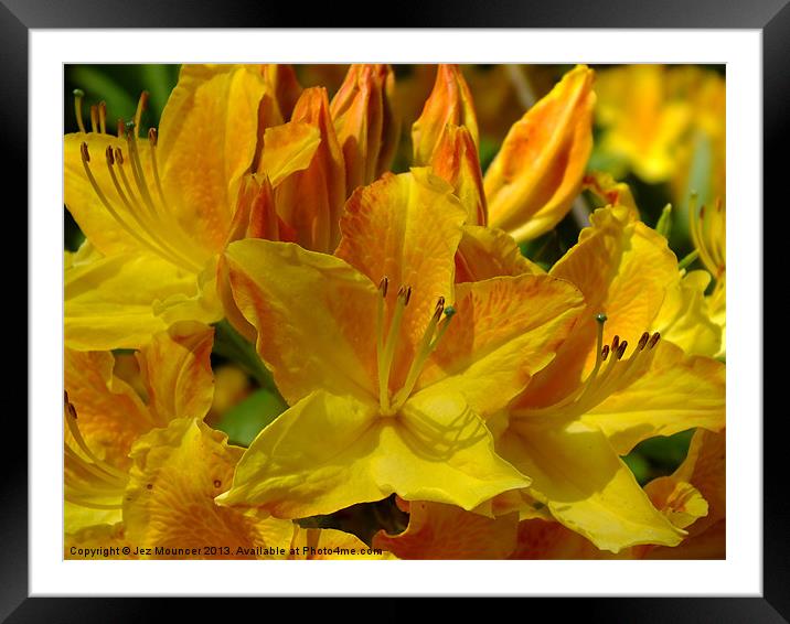 Yellow Rhododendron Framed Mounted Print by Jez Mouncer