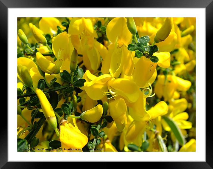 Broom Yellow Framed Mounted Print by Jez Mouncer