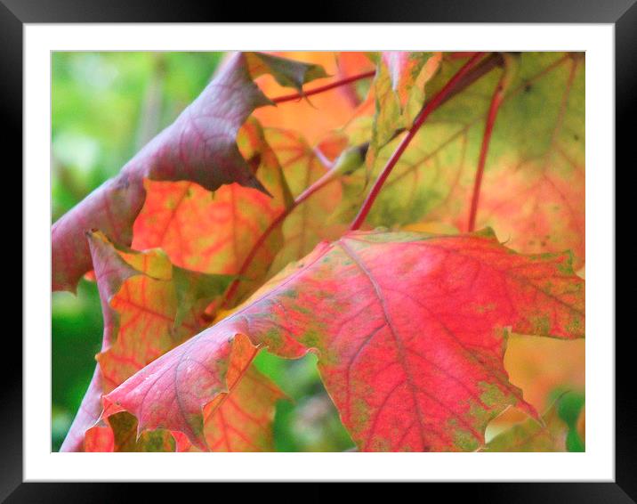 Autumn Redening Framed Mounted Print by Jez Mouncer