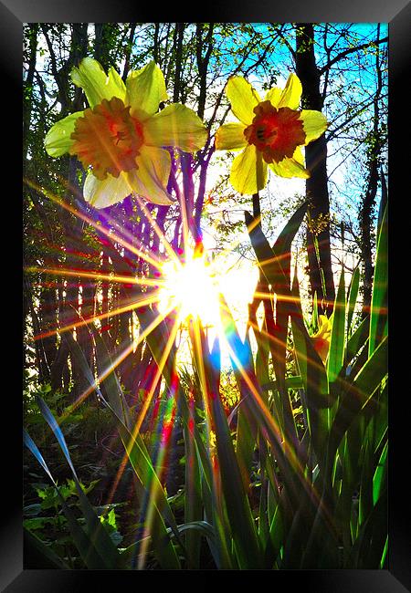 rays of sunshine Framed Print by  