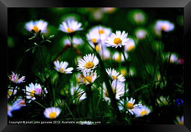 the daisies Framed Print by  