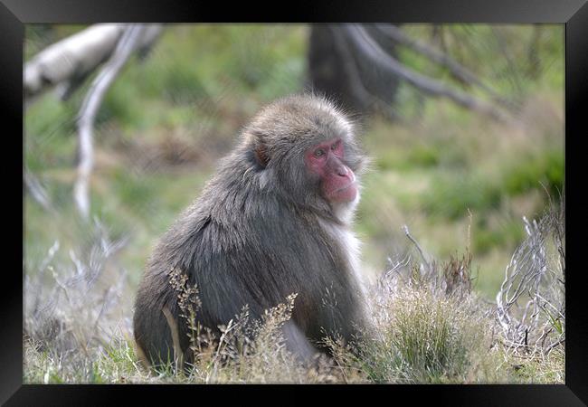 The Snow Monkey. Framed Print by  