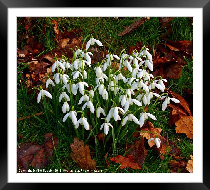 Snowdrops Framed Mounted Print by Mike Streeter