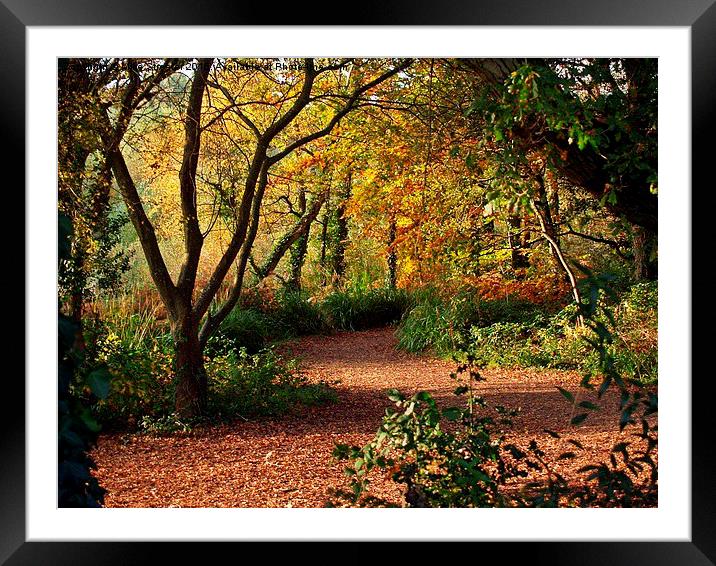  Autumn Colours Framed Mounted Print by Mike Streeter