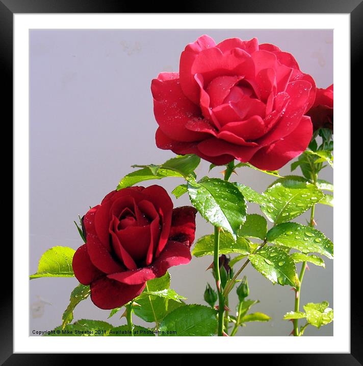 Red Rose Framed Mounted Print by Mike Streeter