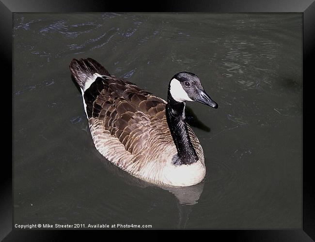 Canada Goose Framed Print by Mike Streeter