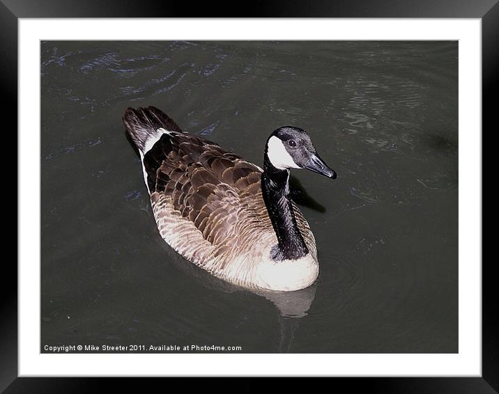 Canada Goose Framed Mounted Print by Mike Streeter