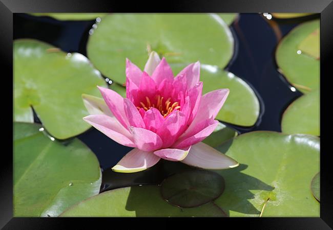 Floating Pink Water Lilly Framed Print by David Bridge